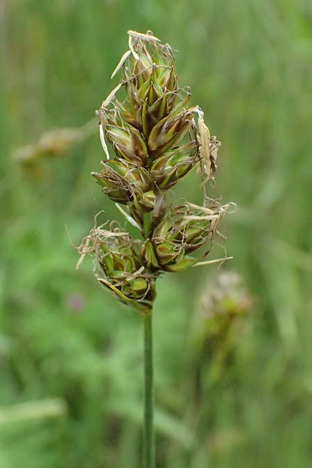 Carex divisa \ Geteilte Segge / Divided Sedge, Separated Sedge, Kos Psalidi Wetlands 15.4.2026