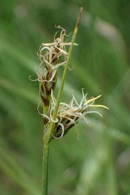 Carex divisa \ Geteilte Segge / Divided Sedge, Separated Sedge, Kos Psalidi Wetlands 15.4.2026