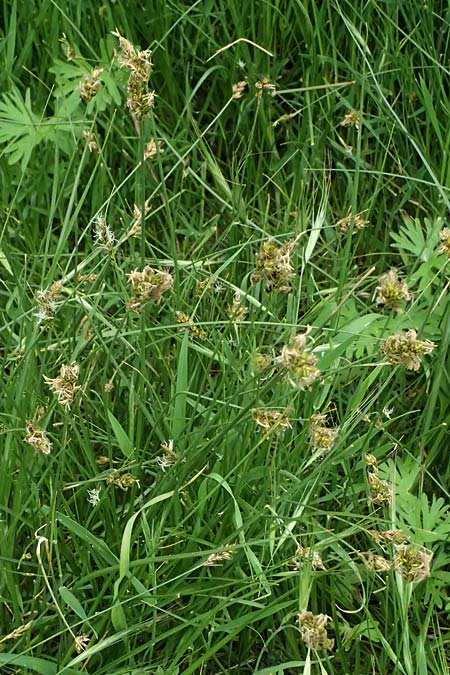 Carex divisa \ Geteilte Segge / Divided Sedge, Separated Sedge, Kos Psalidi Wetlands 15.4.2026