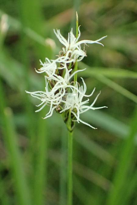 Carex divisa \ Geteilte Segge / Divided Sedge, Separated Sedge, Kos Psalidi Wetlands 15.4.2026