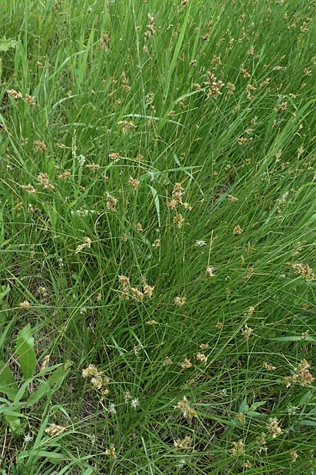 Carex divisa \ Geteilte Segge / Divided Sedge, Separated Sedge, Kos Psalidi Wetlands 15.4.2026