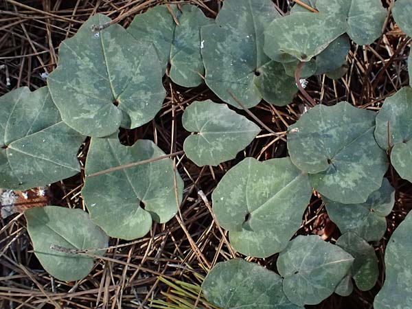Cyclamen repandum subsp. rhodense \ Rhodos-Alpenveilchen / Rhodian Cyclamen, Kos Kephalos 8.4.2026