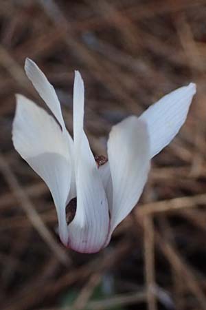 Cyclamen repandum subsp. rhodense \ Rhodos-Alpenveilchen / Rhodian Cyclamen, Kos Kephalos 8.4.2026