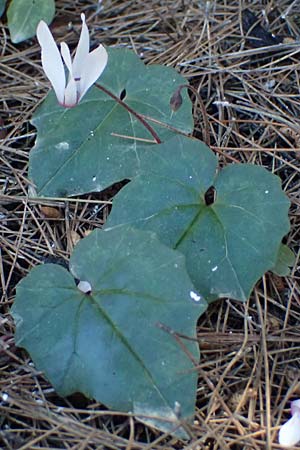 Cyclamen repandum subsp. rhodense \ Rhodos-Alpenveilchen / Rhodian Cyclamen, Kos Kephalos 8.4.2026