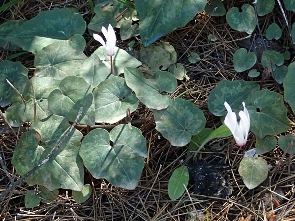 Cyclamen repandum subsp. rhodense \ Rhodos-Alpenveilchen / Rhodian Cyclamen, Kos Kephalos 8.4.2026