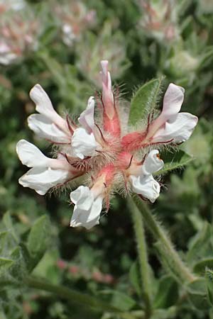 Lotus hirsutus \ Behaarter Backenklee / Canary Clover, Kos Hippocrates Garden 12.4.2026