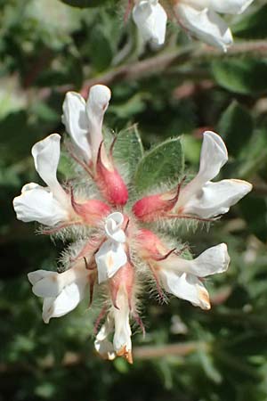 Lotus hirsutus \ Behaarter Backenklee / Canary Clover, Kos Hippocrates Garden 12.4.2026