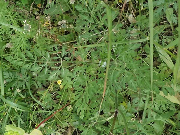 Daucus carota subsp. maximus \ Riesen-M�hre / Bird's Nest, Kos Psalidi Wetlands 15.4.2026