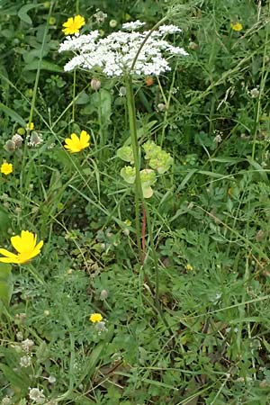 Daucus carota subsp. maximus \ Riesen-M�hre / Bird's Nest, Kos Psalidi Wetlands 15.4.2026