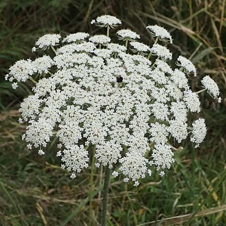 Daucus carota subsp. maximus \ Riesen-M�hre / Bird's Nest, Kos Psalidi Wetlands 15.4.2026