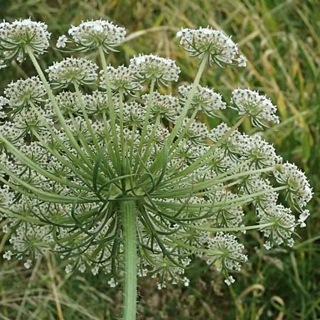 Daucus carota subsp. maximus \ Riesen-M�hre / Bird's Nest, Kos Psalidi Wetlands 15.4.2026