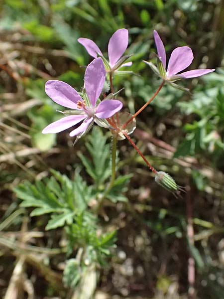 Erodium laciniatum \ Schlitzbl&auml;ttriger Reiherschnabel / Cut-Leaf Stork's-Bill, Kos Kephalos 8.4.2026