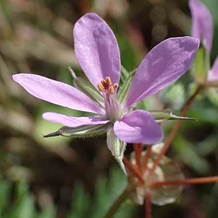Erodium laciniatum \ Schlitzbl&auml;ttriger Reiherschnabel / Cut-Leaf Stork's-Bill, Kos Kephalos 8.4.2026