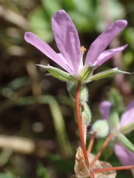 Erodium laciniatum \ Schlitzbl&auml;ttriger Reiherschnabel / Cut-Leaf Stork's-Bill, Kos Kephalos 8.4.2026