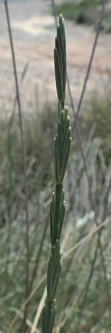 Elymus striatulus \ D&uuml;nen-Quecke, Strandweizen / Russian Wheat Grass, Kos Kephalos 8.4.2026