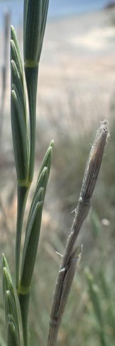 Elymus striatulus \ D&uuml;nen-Quecke, Strandweizen / Russian Wheat Grass, Kos Kephalos 8.4.2026