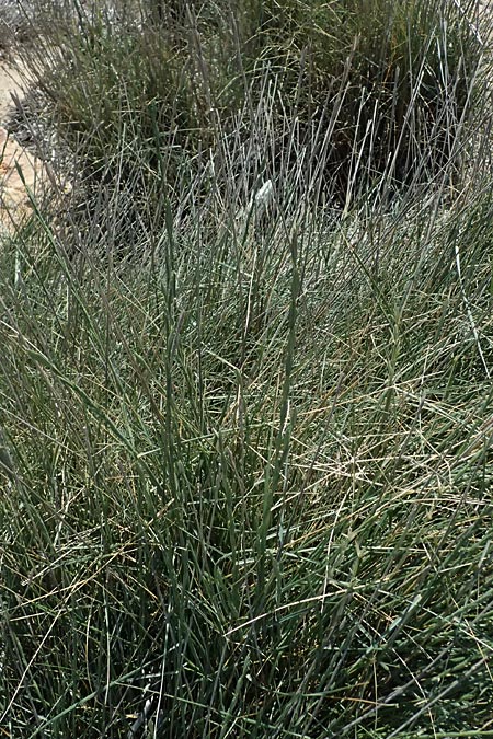 Elymus striatulus \ D&uuml;nen-Quecke, Strandweizen / Russian Wheat Grass, Kos Kephalos 8.4.2026