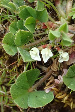 Trifolium uniflorum \ Einbl&uuml;tiger Klee / One-Flowered Clover, Kos Dikeos 14.4.2026