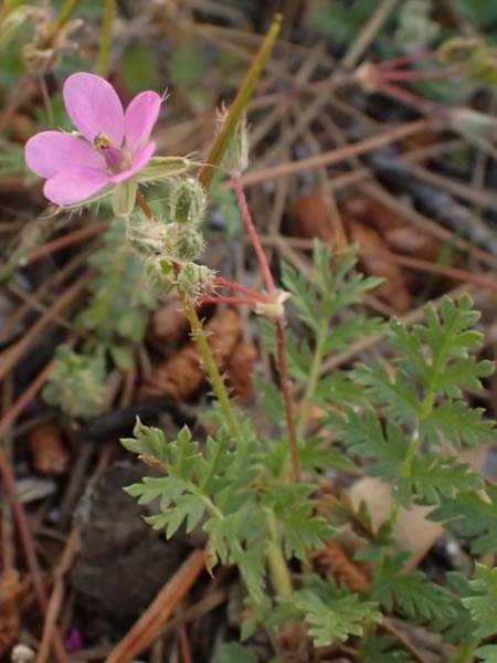Erodium laciniatum \ Schlitzbl&auml;ttriger Reiherschnabel / Cut-Leaf Stork's-Bill, Kos Kephalos 8.4.2026