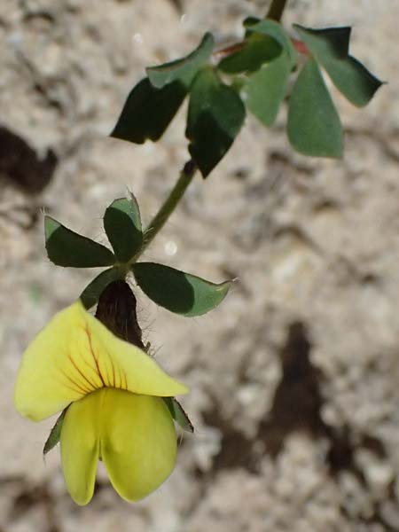 Lotus edulis \ Essbarer Hornklee / Edible Bird's-Foot Trefoil, Kos Kephalos 8.4.2026