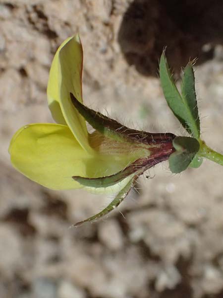 Lotus edulis \ Essbarer Hornklee / Edible Bird's-Foot Trefoil, Kos Kephalos 8.4.2026
