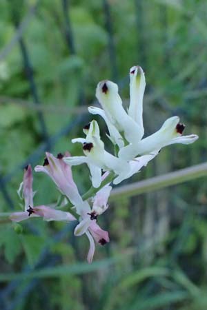 Fumaria capreolata \ Rankender Erdrauch / White Ramping Fumitory, Kos   10.4.2026