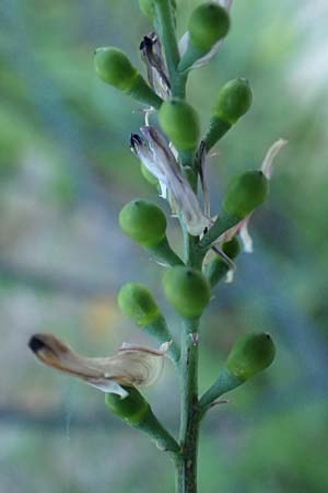 Fumaria capreolata \ Rankender Erdrauch / White Ramping Fumitory, Kos   10.4.2026