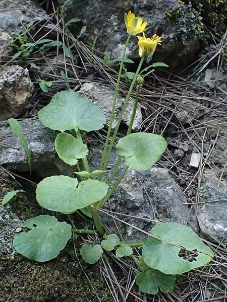 Ficaria grandiflora \ Gro�bl�tiges Scharbockskraut / Large-Flowered Celandine, Kos Zia 13.4.2026