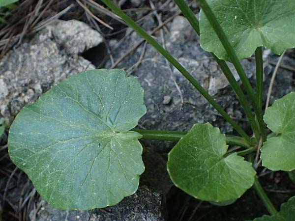 Ficaria grandiflora \ Gro�bl�tiges Scharbockskraut / Large-Flowered Celandine, Kos Zia 13.4.2026