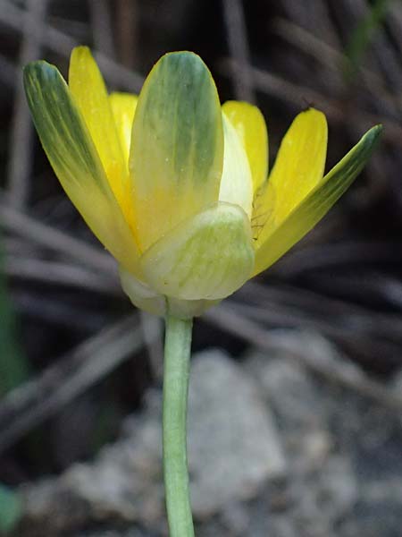 Ficaria grandiflora \ Gro�bl�tiges Scharbockskraut / Large-Flowered Celandine, Kos Zia 13.4.2026