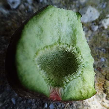 Ficus carica \ Feigenbaum / Fig, Kos Kephalos 8.4.2026