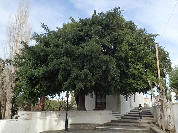 Ficus microcarpa ? \ Lorbeer-Feige, Chinesische Feige, Kos Pyli 12.4.2026