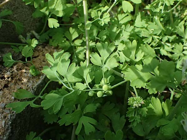 Fumaria macrocarpa \ Gro&szlig;fr&uuml;chtiger Erdrauch / Large-Fruited Fumitory, Kos Salt-Lake Alikes 9.4.2026