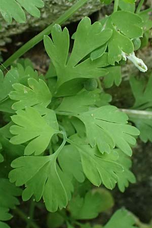 Fumaria macrocarpa \ Gro&szlig;fr&uuml;chtiger Erdrauch / Large-Fruited Fumitory, Kos Salt-Lake Alikes 9.4.2026