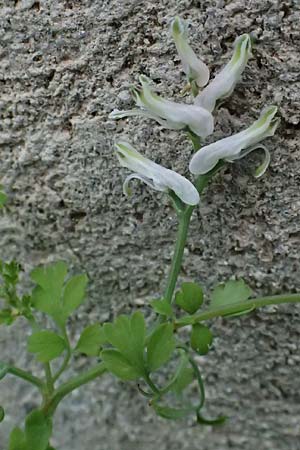 Fumaria macrocarpa \ Gro&szlig;fr&uuml;chtiger Erdrauch / Large-Fruited Fumitory, Kos Salt-Lake Alikes 9.4.2026