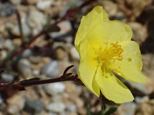 Fumana thymifolia \ Thymianbl�ttriges Nadelr�schen / Thyme-Leaved Sun-Rose, Kos Kephalos 8.4.2026