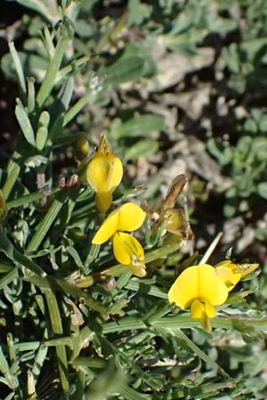Genista acanthoclada subsp. acanthoclada \ Dorniger Ginster / Thorny Broom, Kos Kephalos 8.4.2026