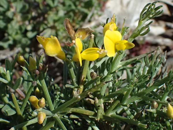 Genista acanthoclada subsp. acanthoclada \ Dorniger Ginster / Thorny Broom, Kos Kephalos 8.4.2026