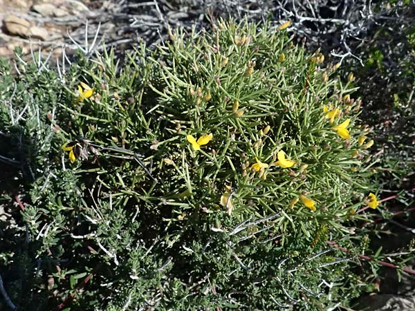 Genista acanthoclada subsp. acanthoclada \ Dorniger Ginster / Thorny Broom, Kos Kephalos 8.4.2026