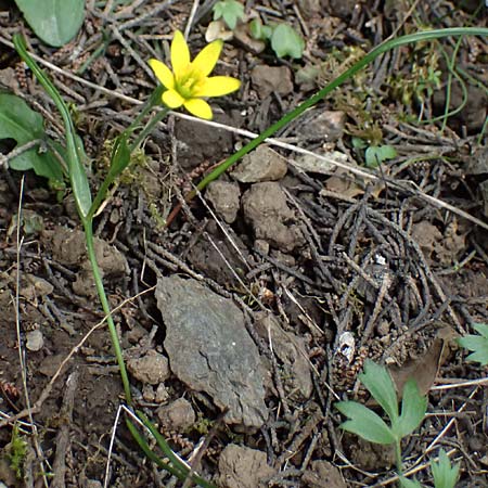 Gagea peduncularis \ Langstieliger Gelbstern / Stalked Star of Bethlehem, Kos Dikeos 14.4.2026