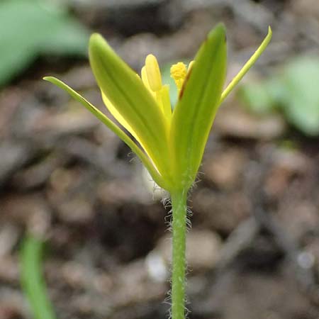 Gagea peduncularis \ Langstieliger Gelbstern / Stalked Star of Bethlehem, Kos Dikeos 14.4.2026