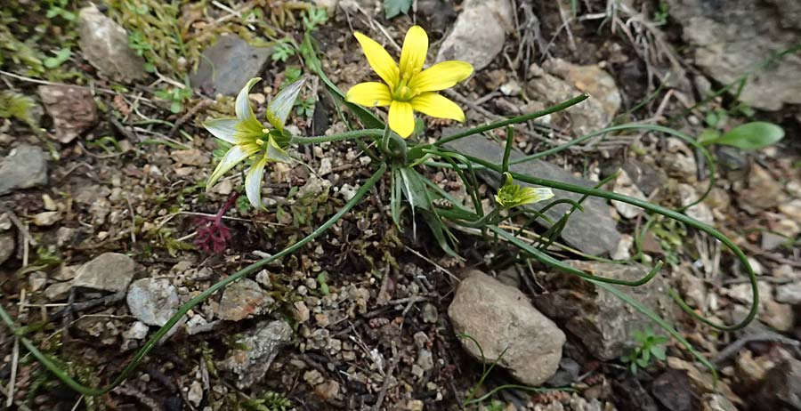 Gagea peduncularis \ Langstieliger Gelbstern / Stalked Star of Bethlehem, Kos Dikeos 14.4.2026
