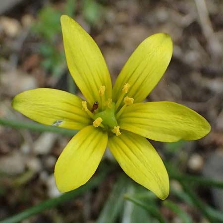 Gagea peduncularis \ Langstieliger Gelbstern / Stalked Star of Bethlehem, Kos Dikeos 14.4.2026
