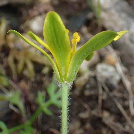 Gagea peduncularis \ Langstieliger Gelbstern / Stalked Star of Bethlehem, Kos Dikeos 14.4.2026