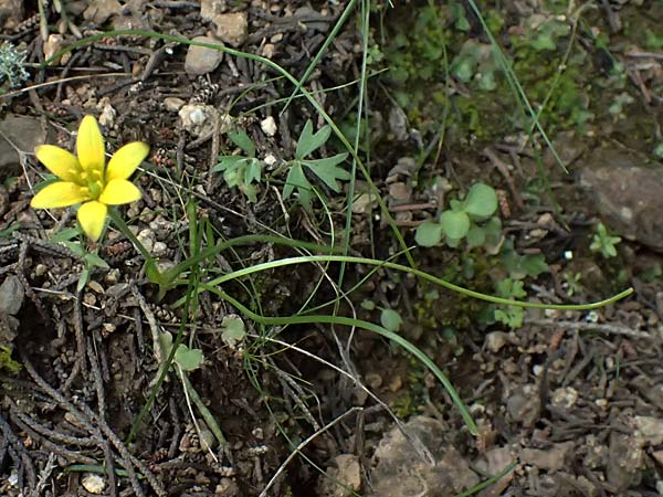 Gagea peduncularis \ Langstieliger Gelbstern / Stalked Star of Bethlehem, Kos Dikeos 14.4.2026