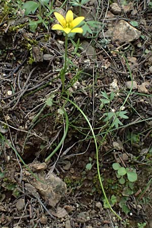Gagea peduncularis \ Langstieliger Gelbstern / Stalked Star of Bethlehem, Kos Dikeos 14.4.2026
