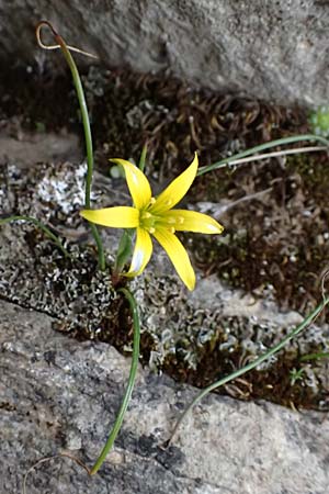 Gagea peduncularis \ Langstieliger Gelbstern / Stalked Star of Bethlehem, Kos Dikeos 14.4.2026