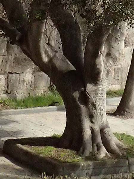 Ficus microcarpa ? \ Lorbeer-Feige, Chinesische Feige, Kos  11.4.2026