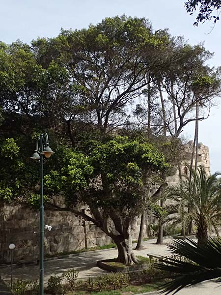 Ficus microcarpa ? \ Lorbeer-Feige, Chinesische Feige, Kos  11.4.2026