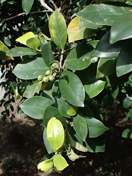 Ficus microcarpa ? \ Lorbeer-Feige, Chinesische Feige, Kos  11.4.2026